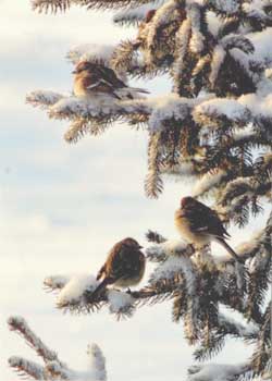 "Snowbirds" by Debra Hall, Clinton WI - Photography